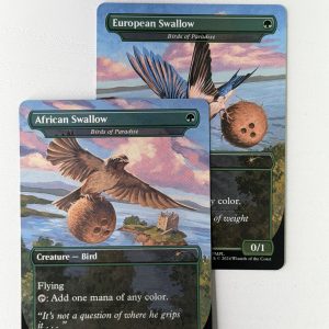 African Swallow Birds of Paradise TL37